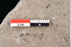 Foto (Detailansicht) von Zostera ungeri Ettingshausen (NHMW-GEO-2024-0188-6656)